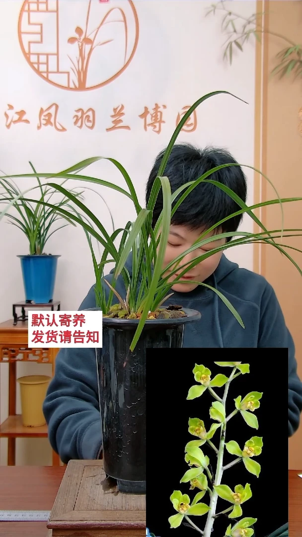 【闪购商品】佳人，牛魔王