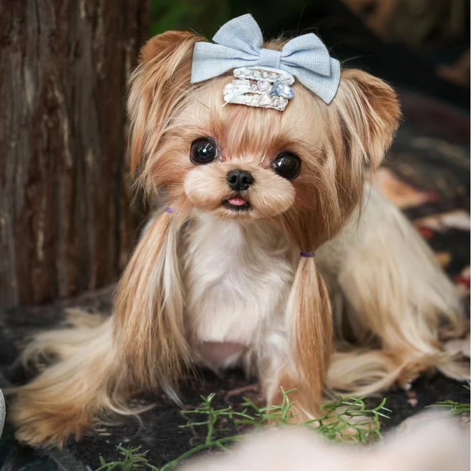 【犟犟狗】精品高端宠物约克夏狗狗