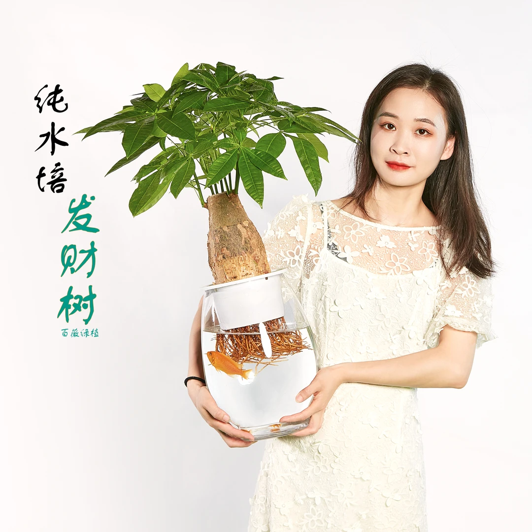 百薇绿植植物水培植物室内电视柜客厅乔迁水培发财树绿植盆栽绿植