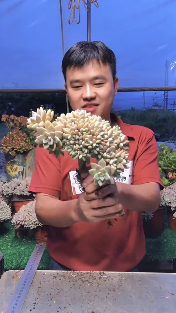118淡雪缀化一物一拍