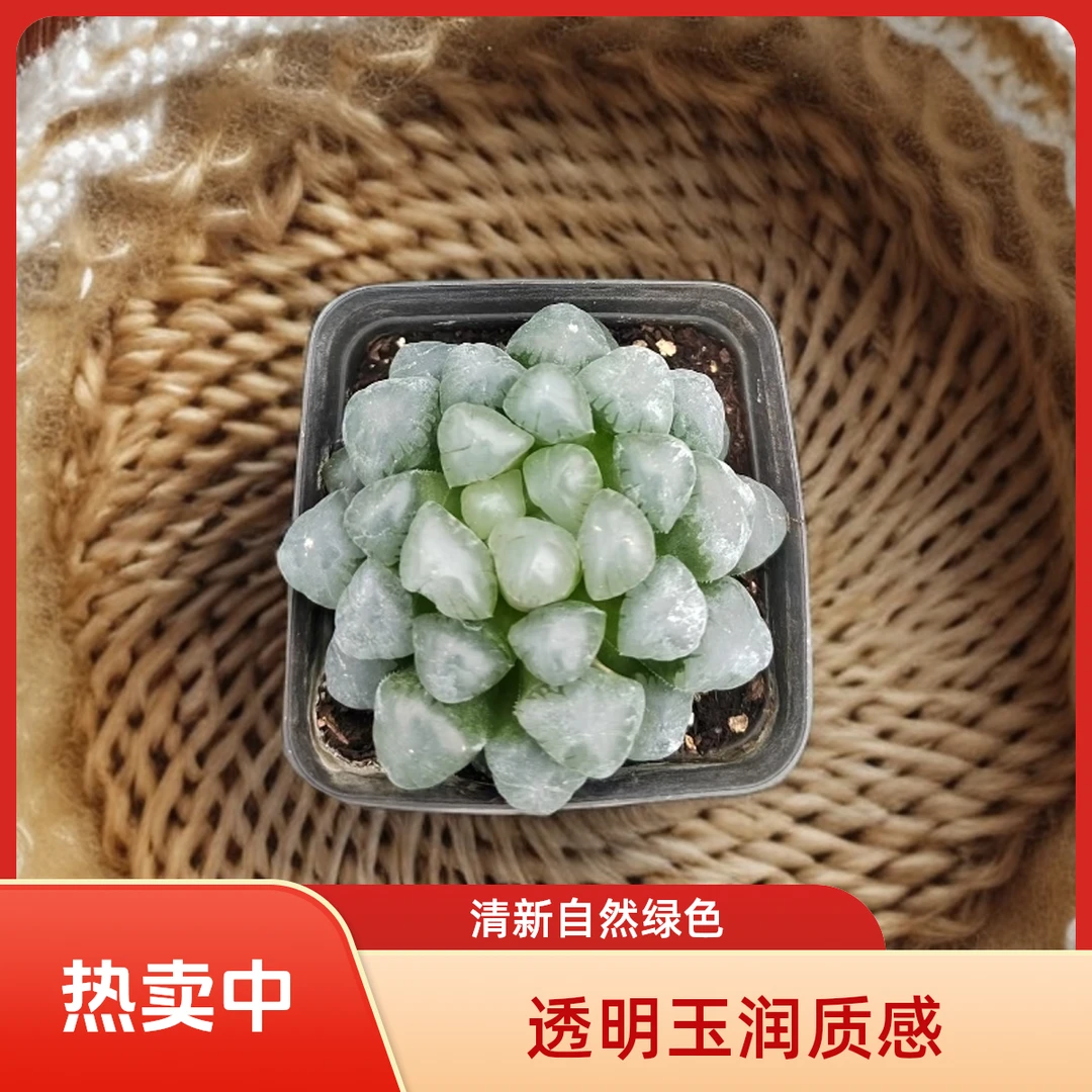 玉露2多肉植物盆栽品种好养适合办公室阳台