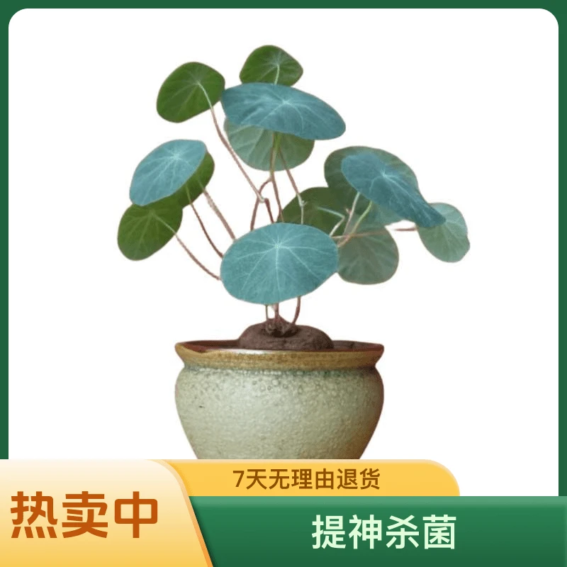 山乌龟盆栽红藤圆叶水培绿植办公桌小盆景宿舍客厅阳台精致小盆栽