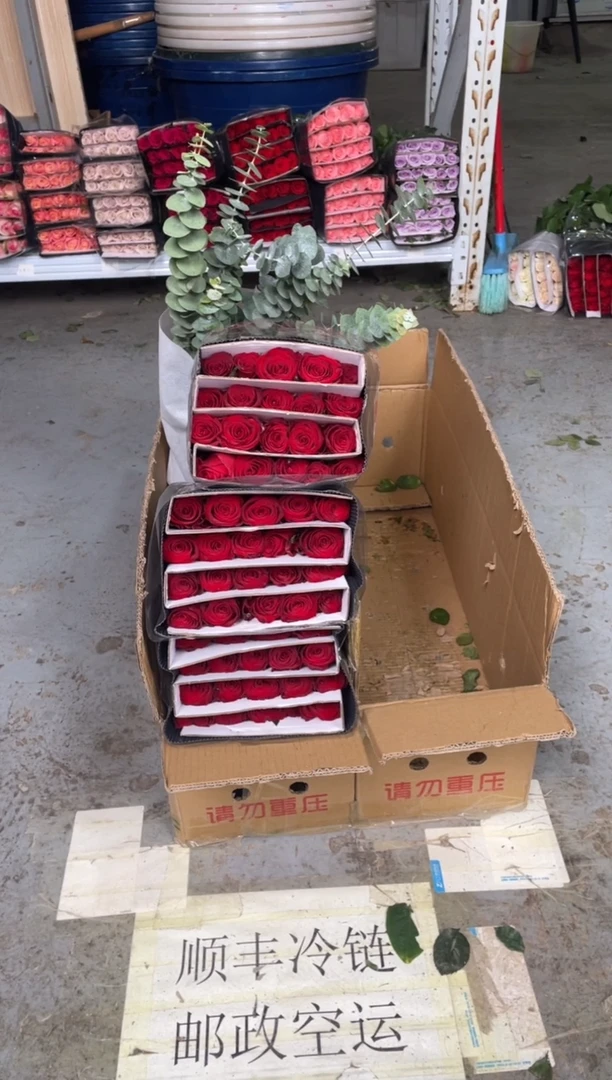 高原红4扎+尤加利