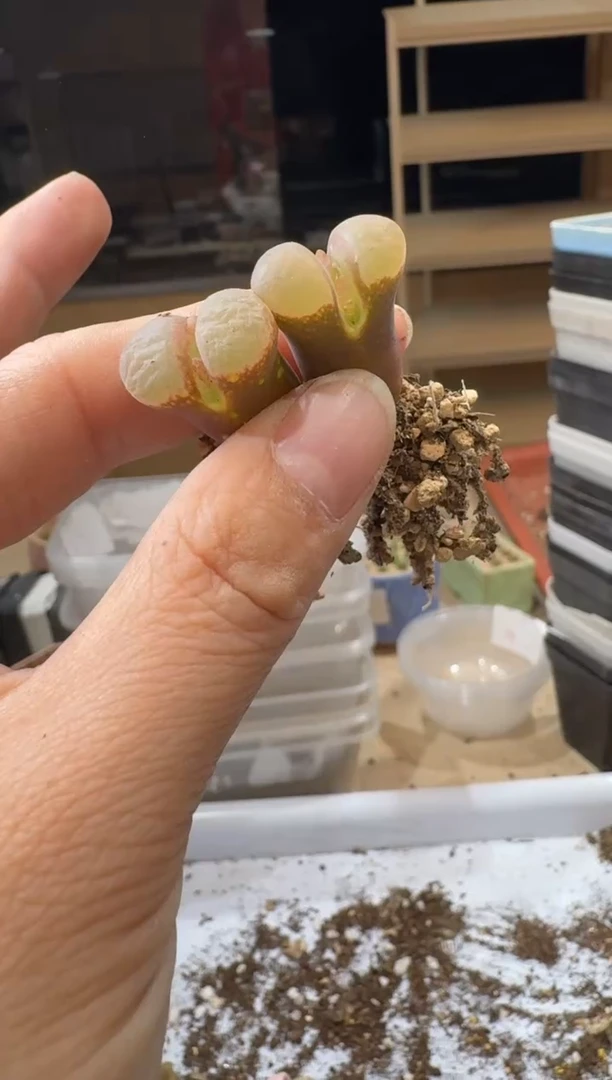 寒**雨14-505多肉植物肉锥
