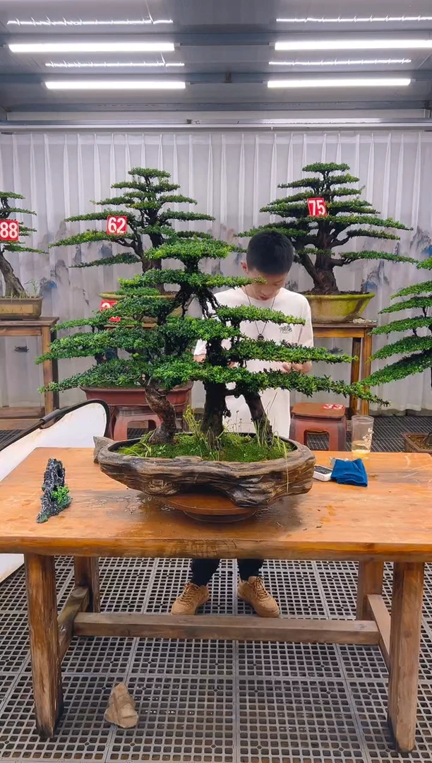 无花朵精品盆景直播间一物一拍