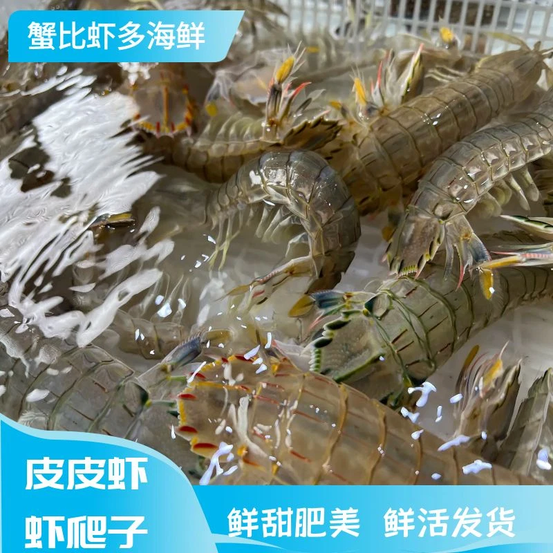 渤海湾虾爬子一斤 15 只左右