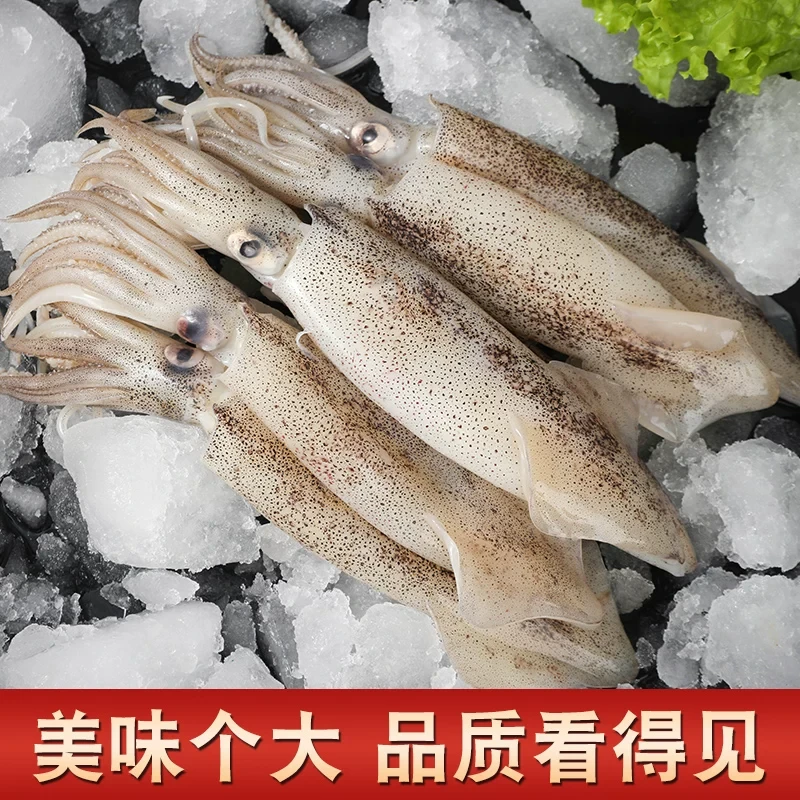 新鲜海捕公笔管鱼公海兔子小鱿鱼火锅食材顺丰快递