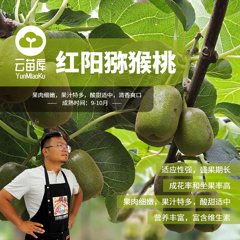 红阳猕猴桃苗（新手适合）公母1比1搭配授粉低抗冻果多高甜多汁