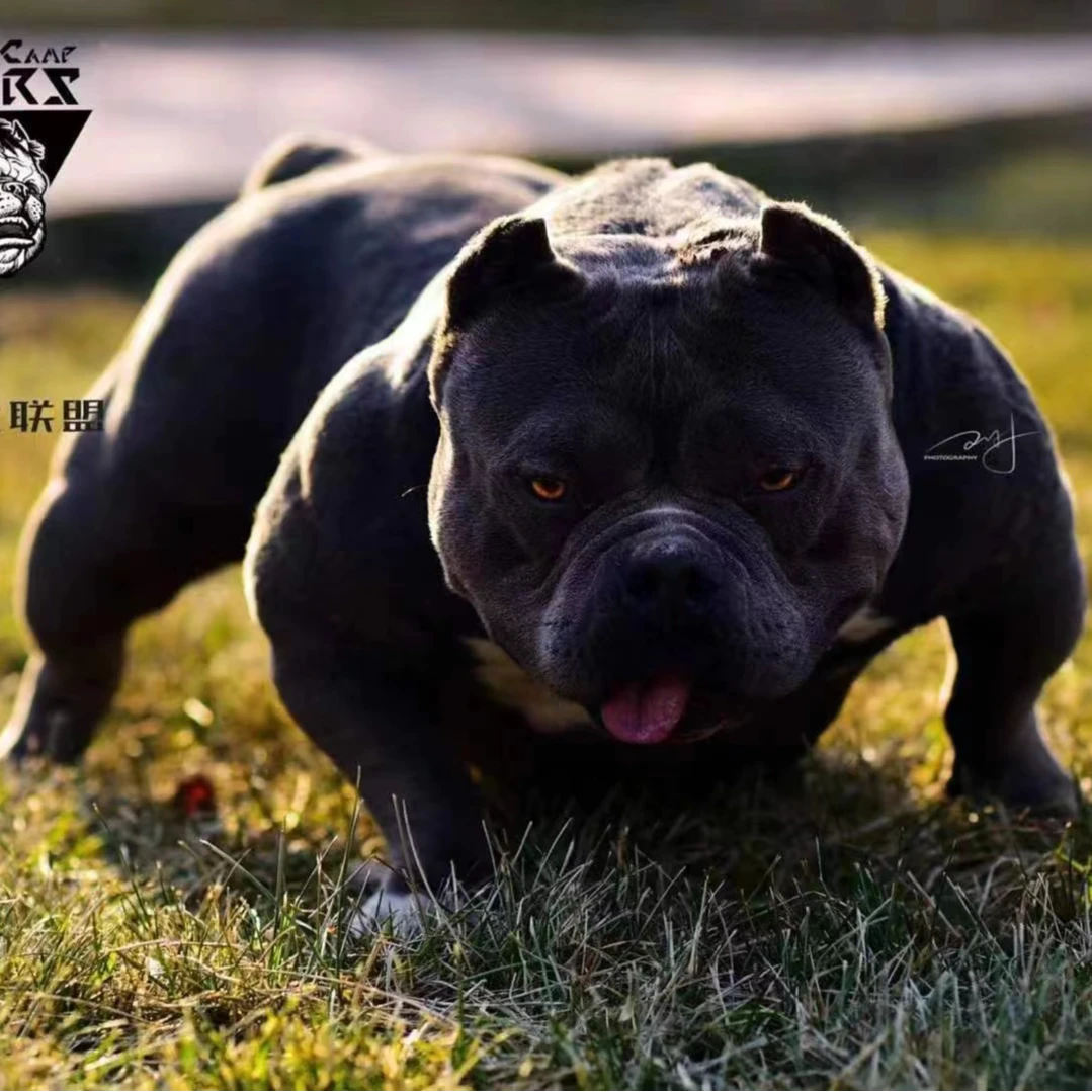 【爱宠港湾恶霸犬】恶霸犬幼犬活体狗狗宠物狗微体蓝色蓝三色幼犬