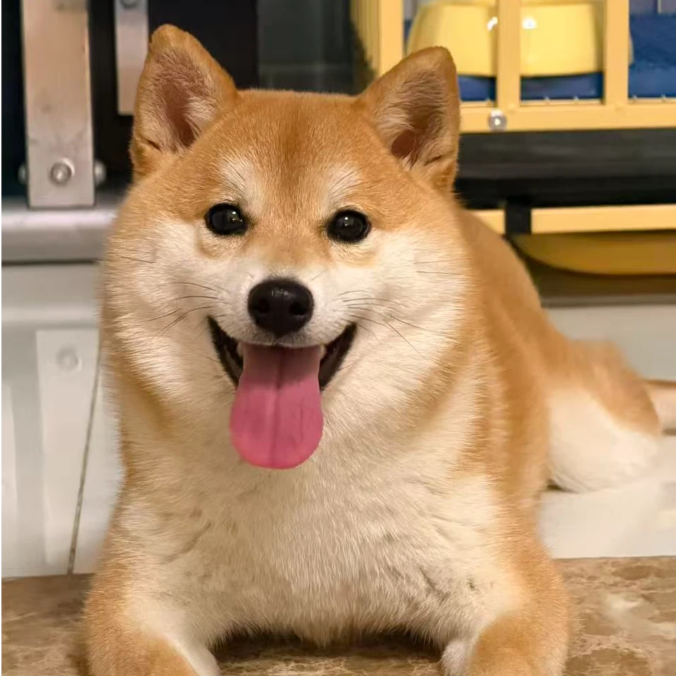 （陈老师的柴）T狗狗活体