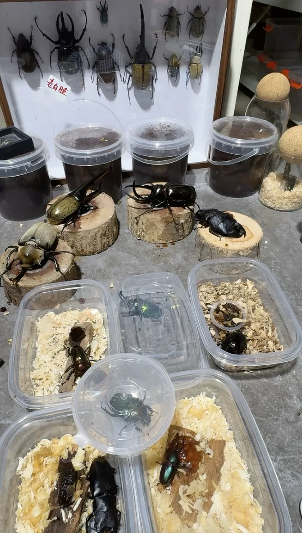 mp一只 绿色。