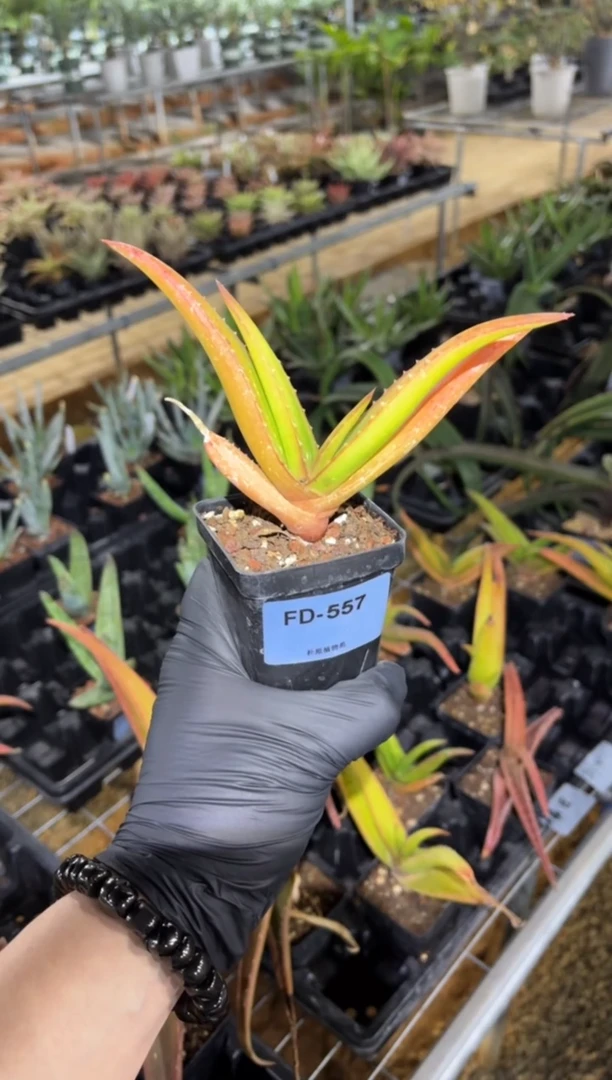 福氏芦荟FD-557