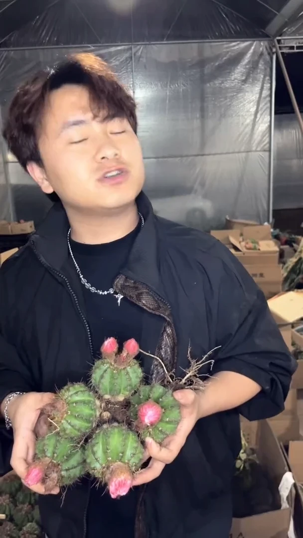 5颗 3-5cm 红花青丸 不指定带花苞