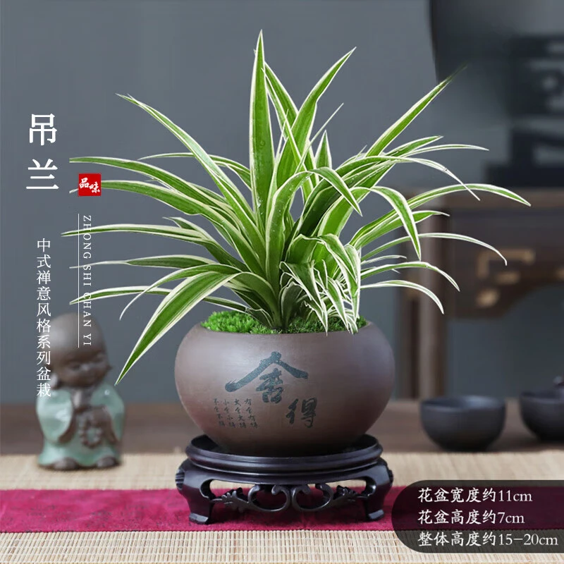 金边金心吊兰盆栽室内阳台四季常青客厅桌面水培垂吊真花卉绿植物