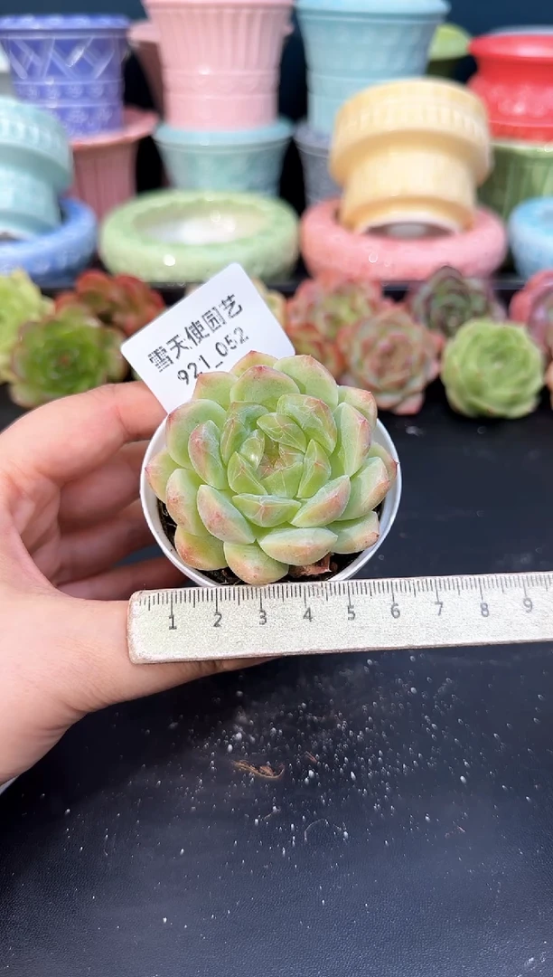 921-052青山（冠幅5CM）