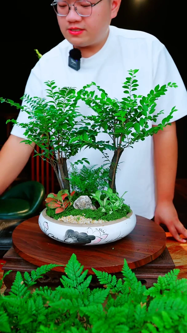 无花朵小叶紫檀中式高端盆景