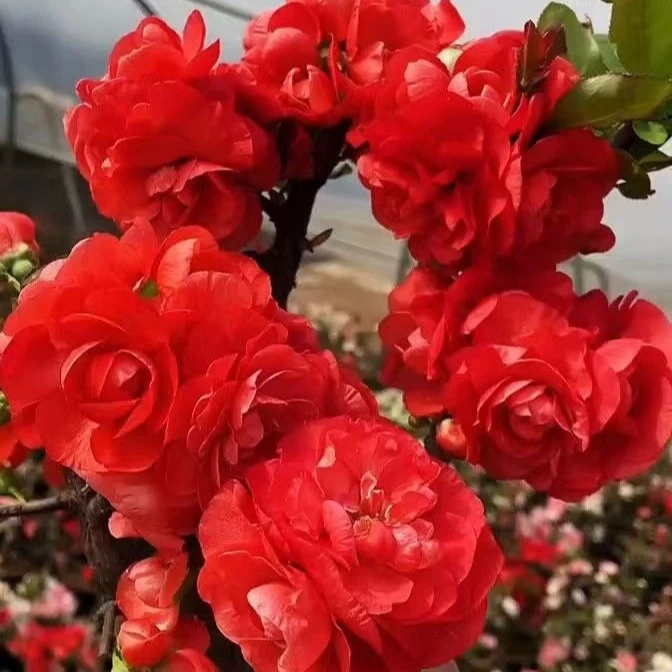 长寿冠海棠花运输掉花苞不包售后室内室外盆栽地栽耐寒耐热花卉