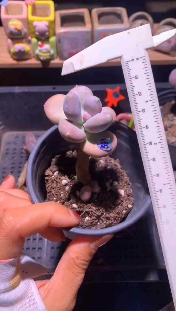 小屁桃奶酪多肉哈哈