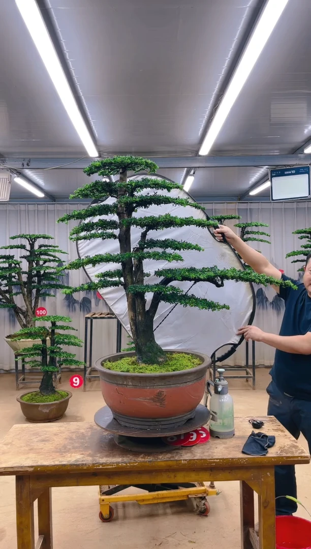 木精品盆景  一物一拍