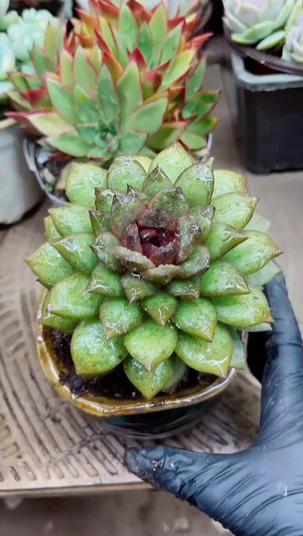 周*22011多肉植物一物一拍