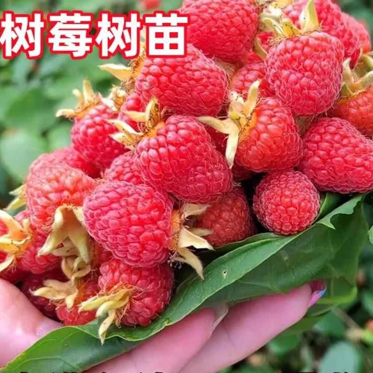 红树莓苗双季树莓覆盆子树苗黑树莓苗南北方庭院种植盆栽买一送一