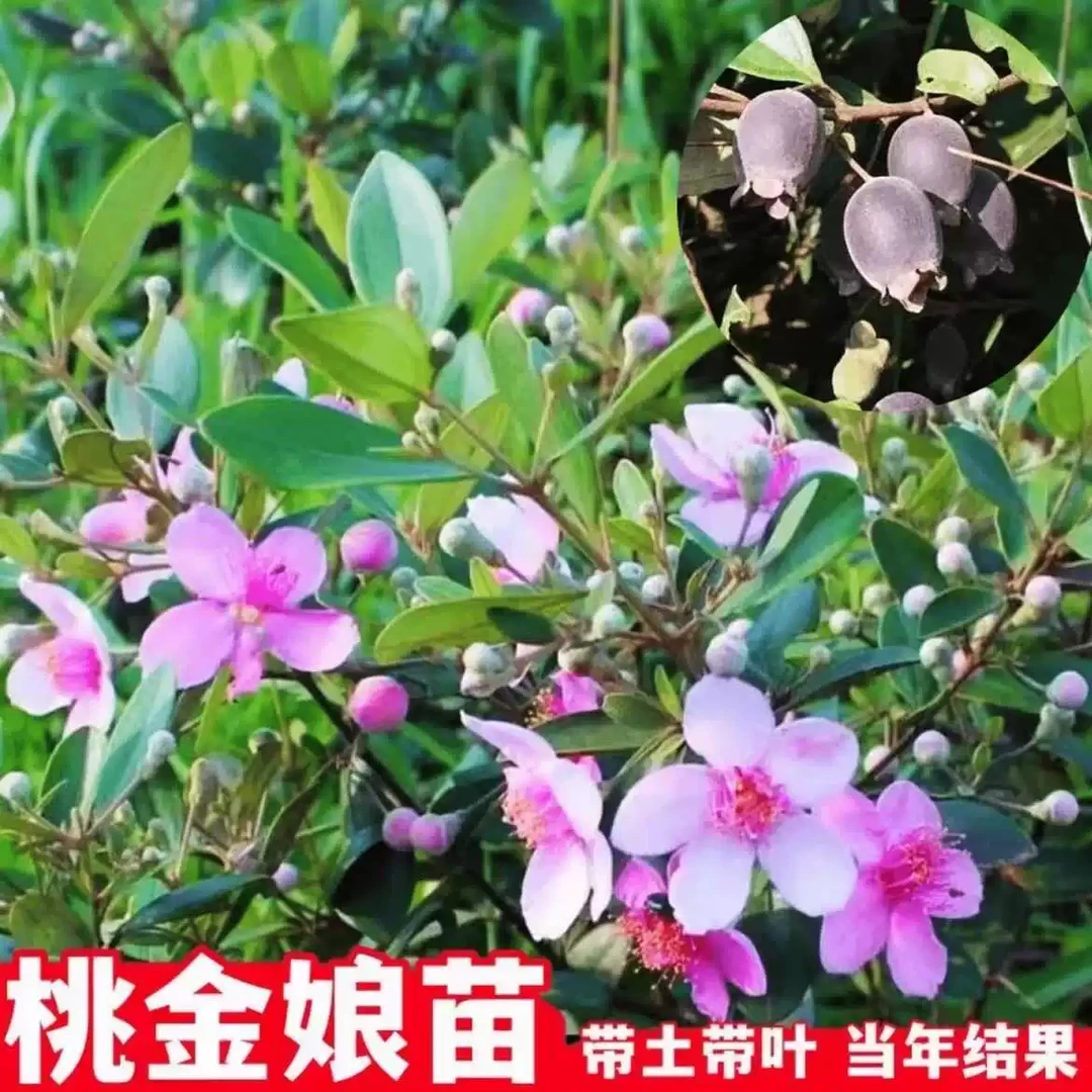 桃金娘树苗棯子果苗可庭院盆栽适合南方北方种植 直播间专用链接