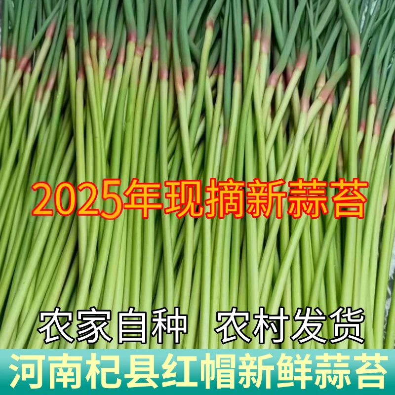 2025年红帽蒜苔新鲜蔬菜大蒜薹农家种植产地直发河南杞县新鲜蒜苔
