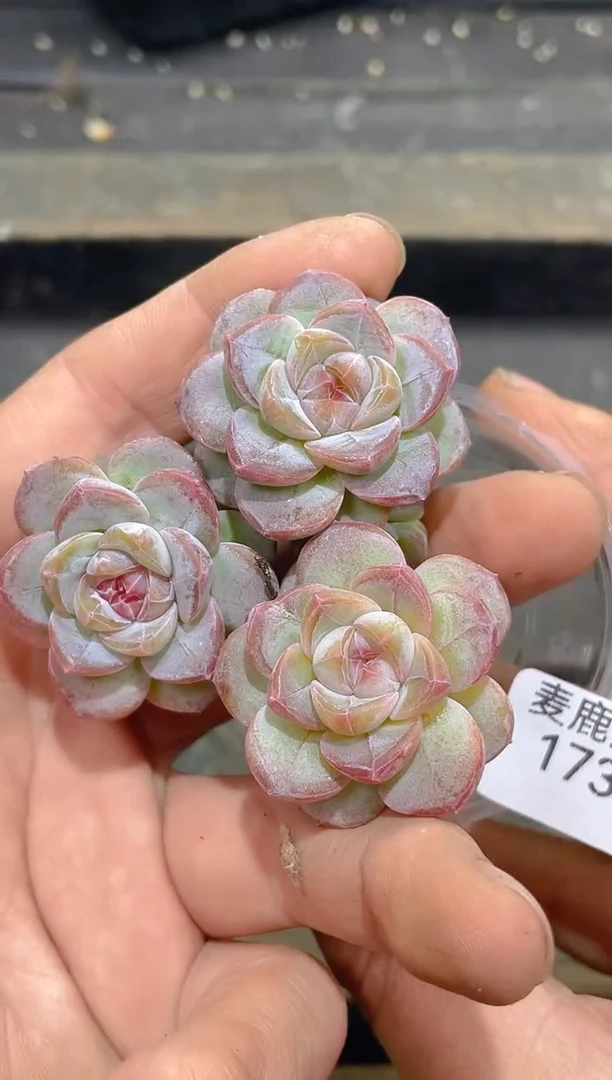 173草莓爆珠      量拍