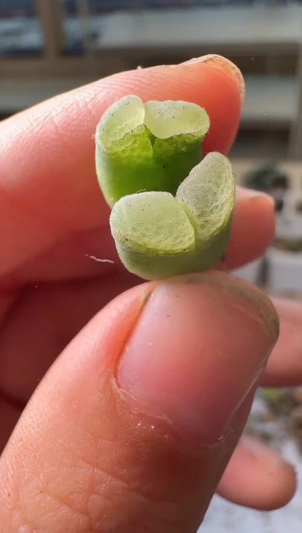 24-256多肉植物肉锥