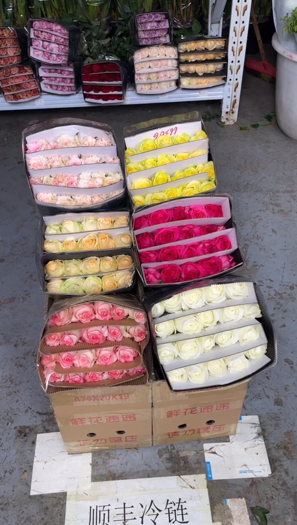 单头玫瑰60枝（任意3个品种）