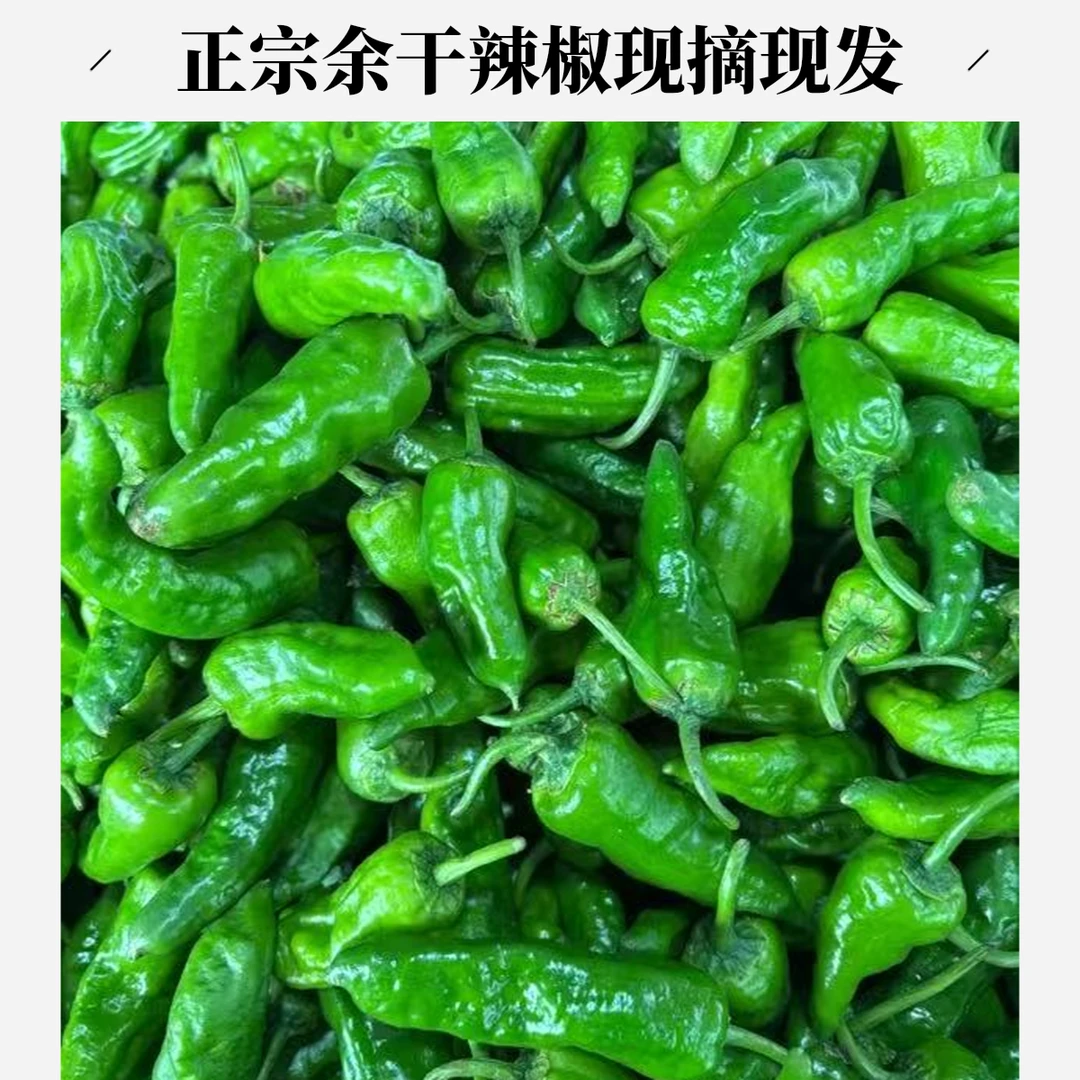 正宗余干辣椒爬藤辣椒