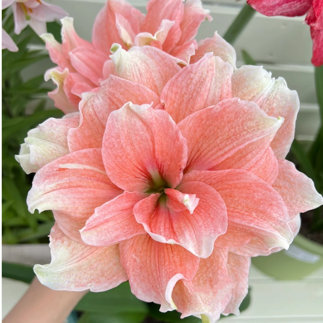 【蒂卡珊瑚】大花重瓣朱顶红四季栽种懒人花卉室内外盆栽地栽自然球