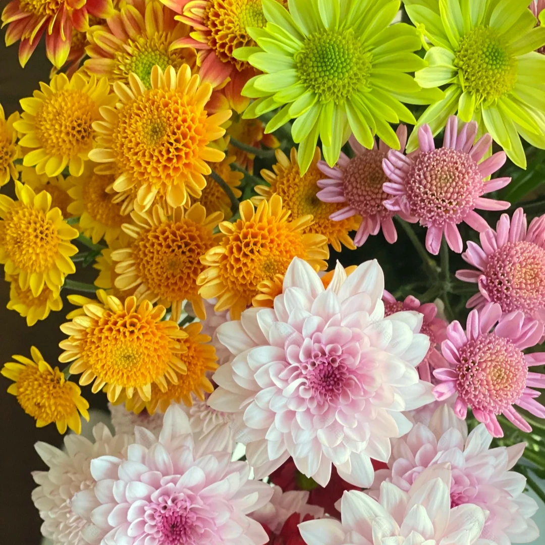【七彩小雏菊】任意拍两单送配草三单送花瓶 云南鲜花玫瑰基地直发