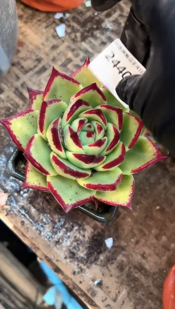 ?****J多肉植物一物一拍24402