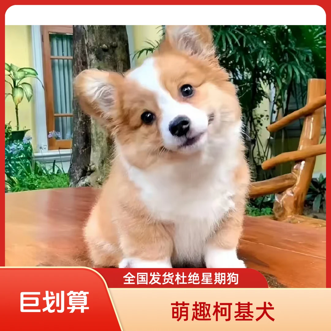 纯种双色三色柯基幼犬可爱小短腿大屁股家庭宠物狗