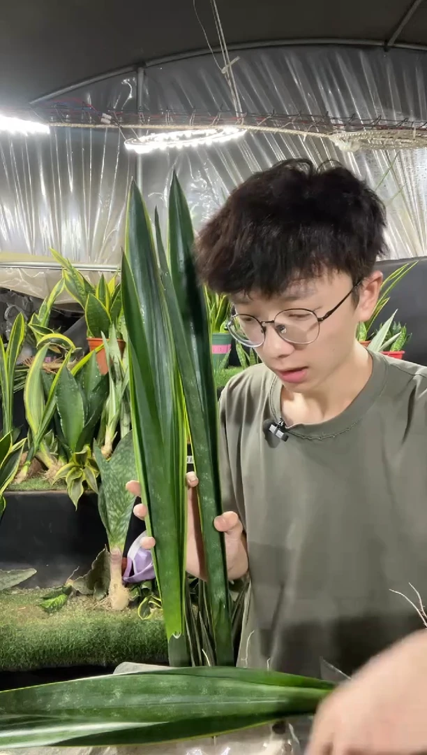 精品高脚黑金裸根3棵25.8