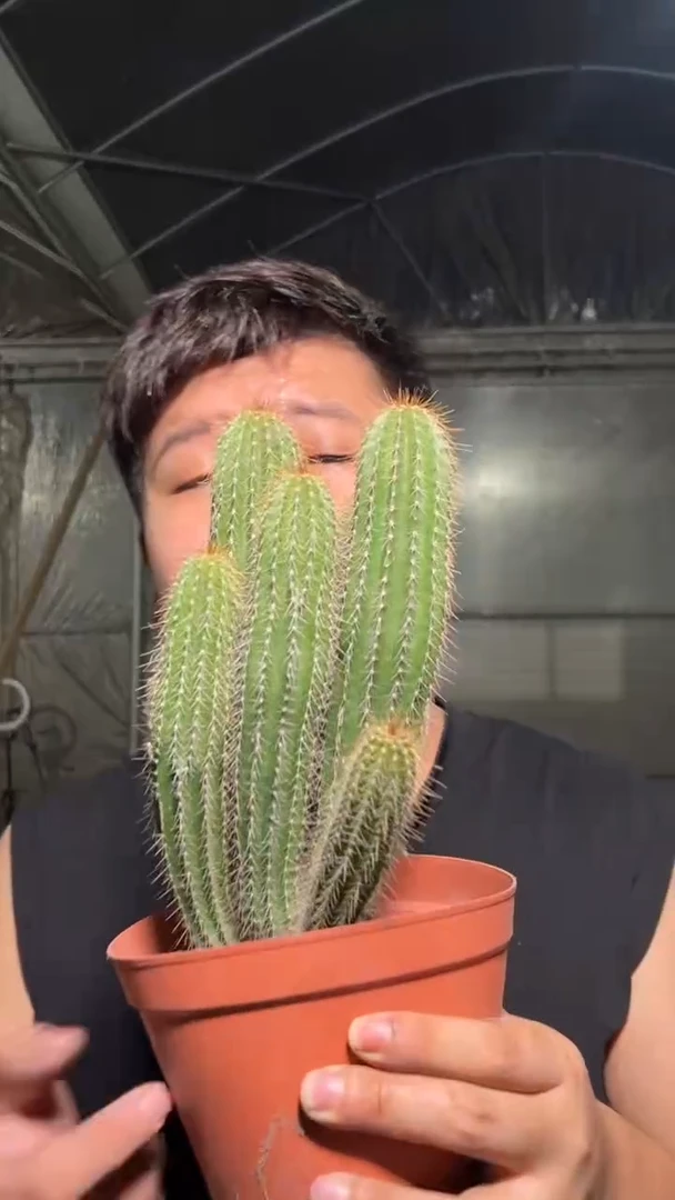 3头起发 大凤龙【带根】