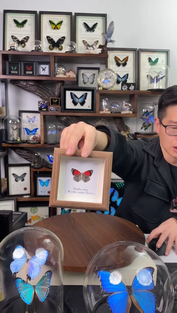 88多涡蛱蝶 4寸原木色方框