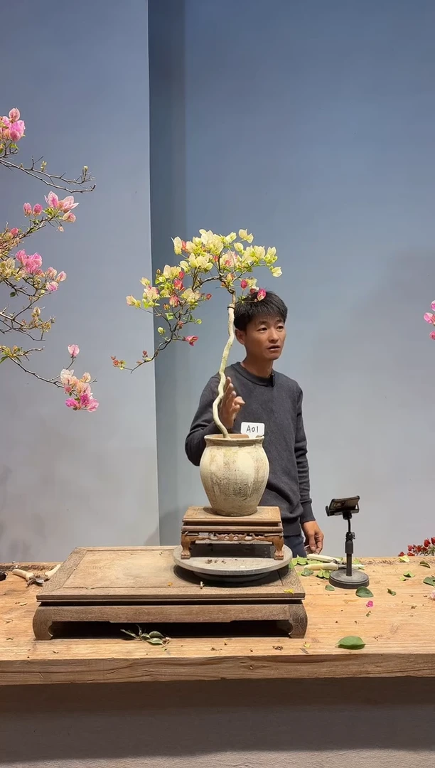 以实际为准三角梅A01