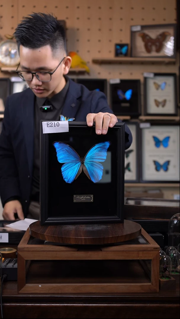 大蓝闪蝶黑绒底版10寸欧式框（带证书）e210