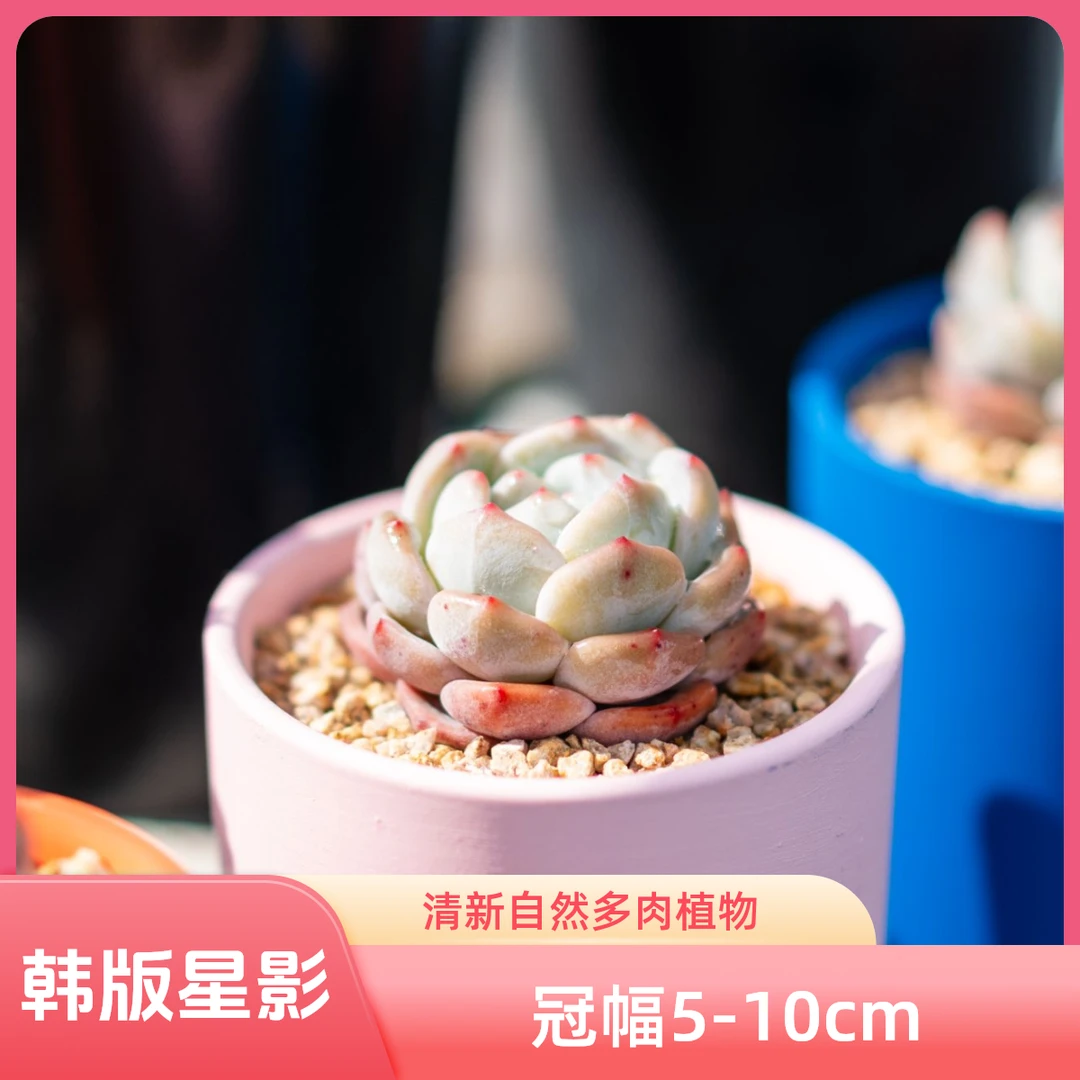 韩版星影多肉植物办公室盆栽绿植