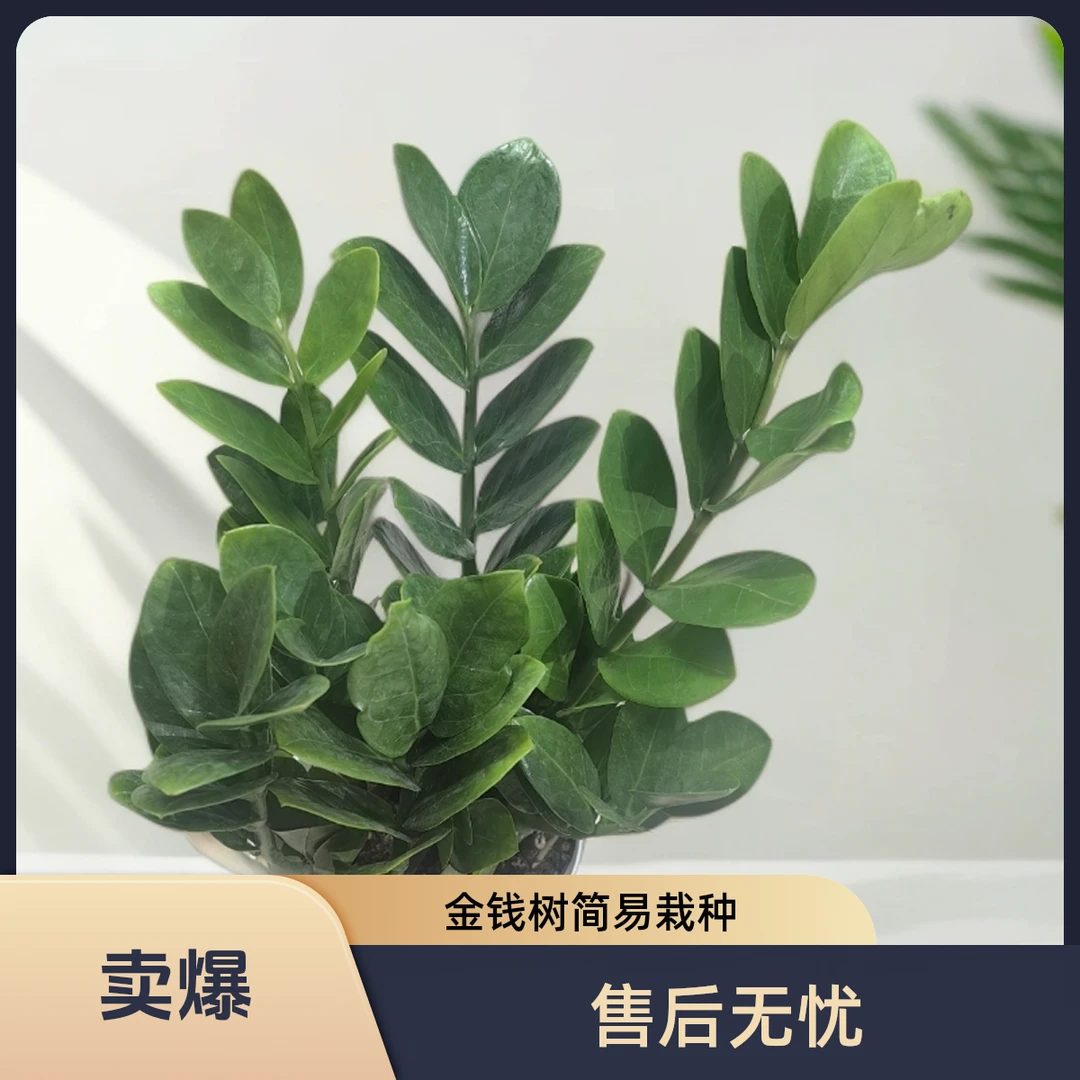 金钱树四季常青次日达-顺丰包邮