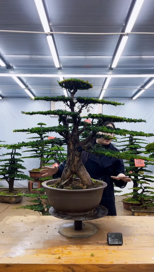 无花朵晨*一物一拍，所见即所得
