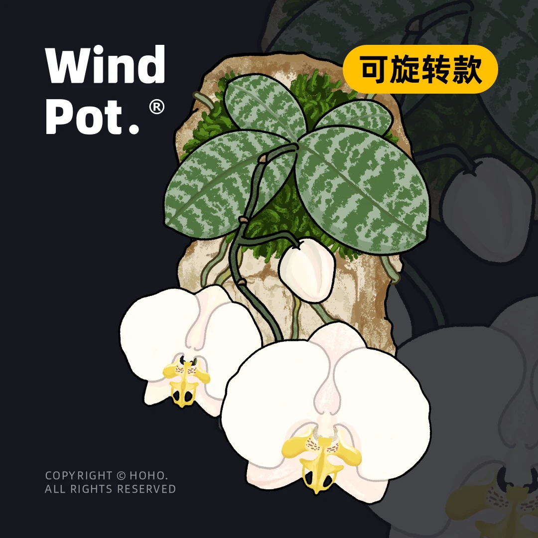 WindPot原创冰箱贴磁贴植物冰箱贴蝴蝶兰植物创意磁贴2.0家居饰品