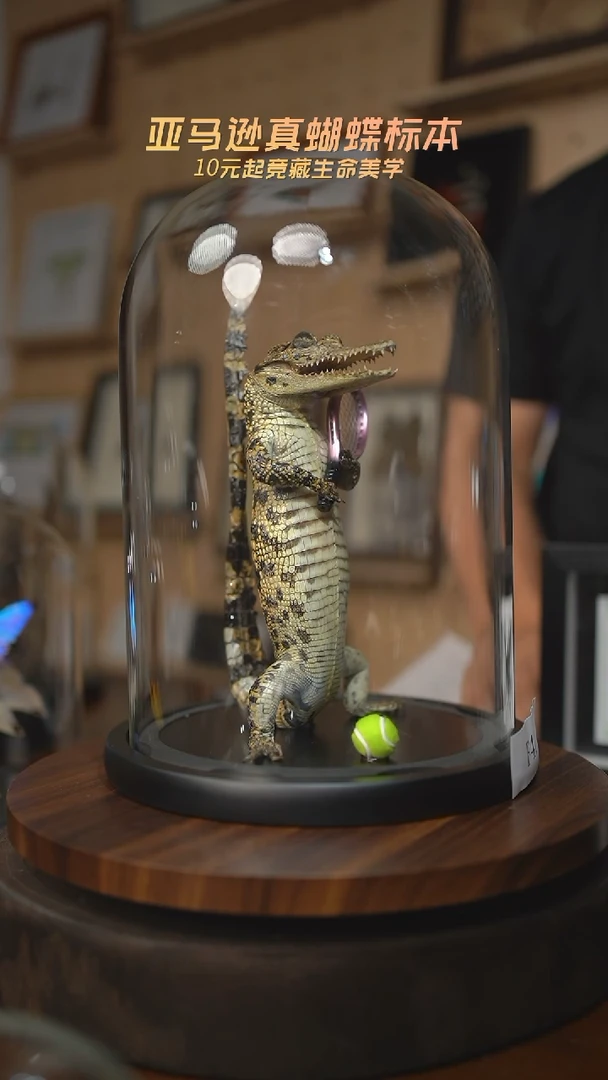 有机玻璃探****生暹罗鳄标本F41