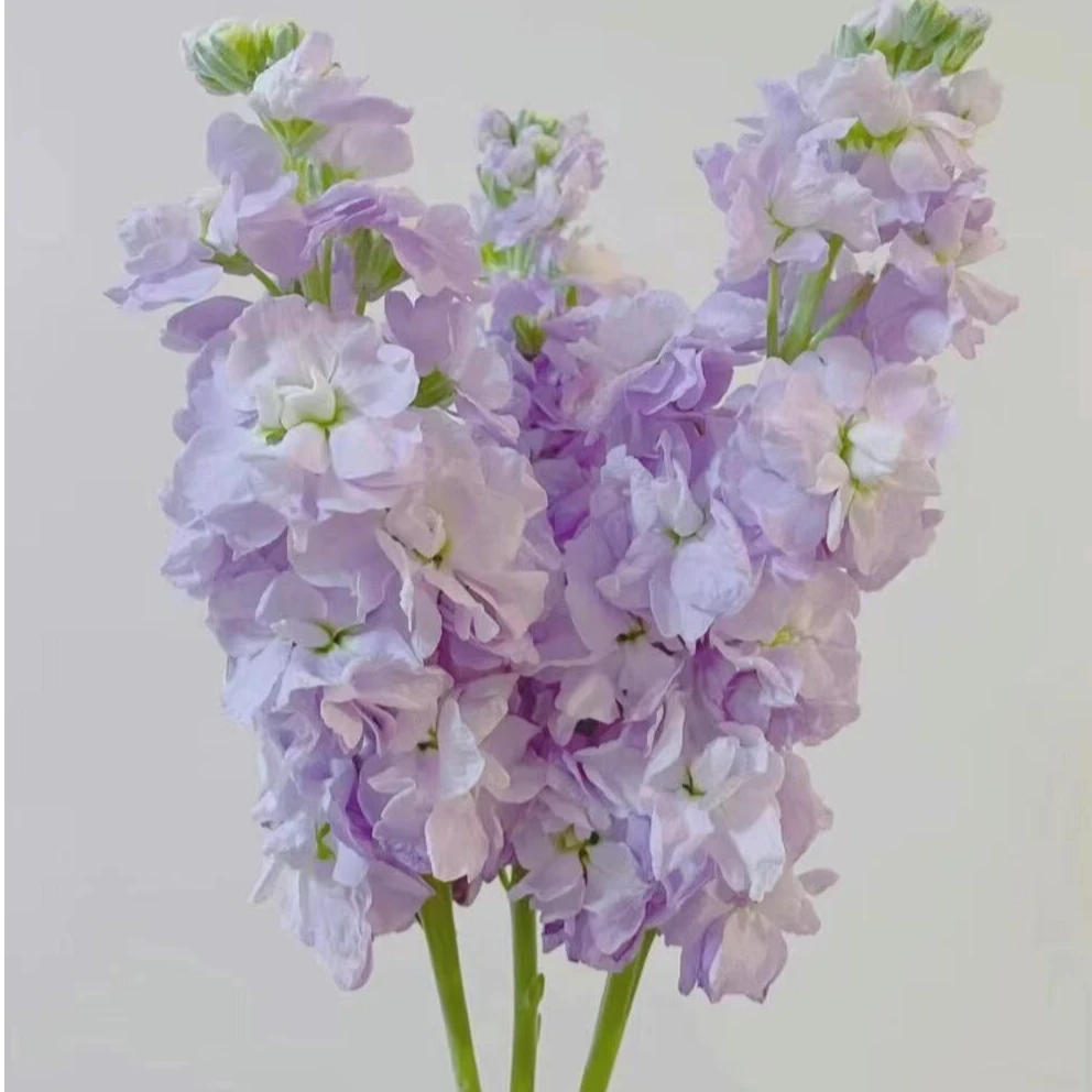 小鹤专属『浅紫色紫罗兰5支』家居养花鲜花批发直播 全场两单顺丰包邮次日达养护教程联系客服