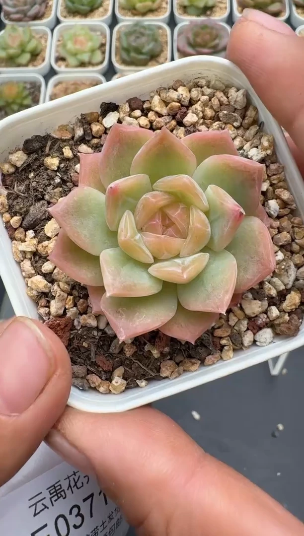 370E云禹多肉植物 带盆土纸巾打包 3颗包邮