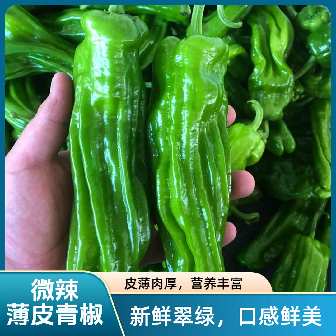 【5斤装】薄皮辣椒新鲜采摘不辣虎皮青椒芜湖椒