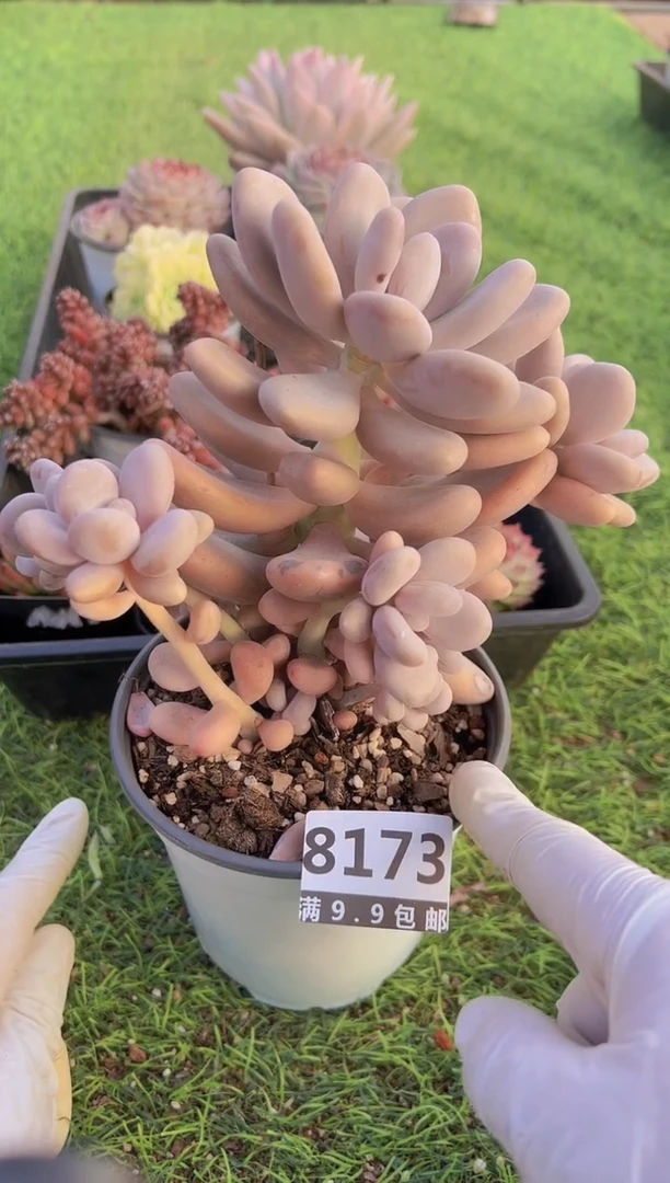 【闪购商品】信福多肉一物一拍