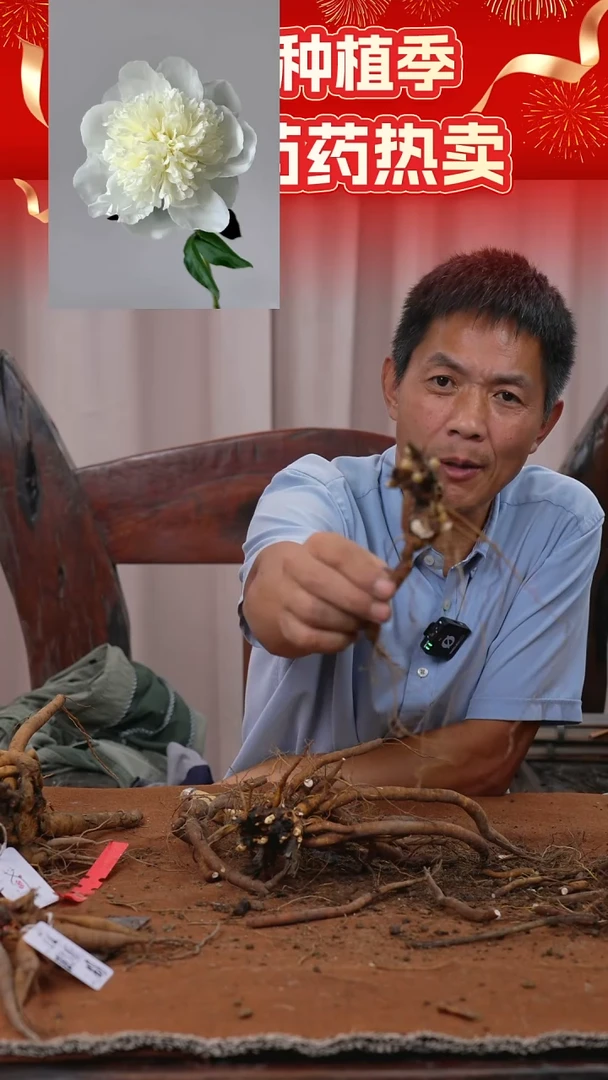 晚场原颗芍药一物一拍】74号